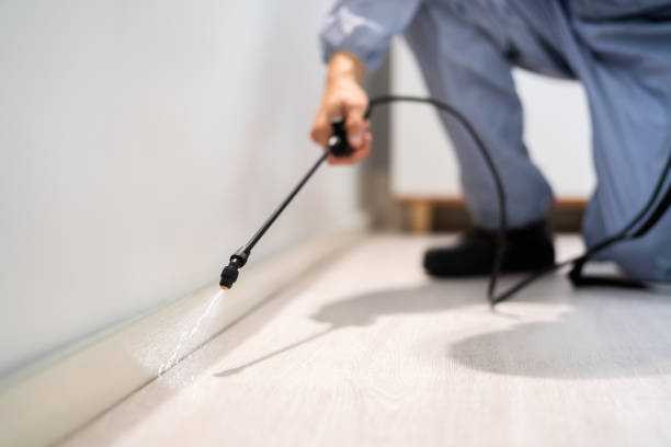Licensed Wasp Removal service in Ovilla, TX - Show Me Pest Control